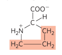 <p>Pro, P, nonpolar, in beta turns </p>