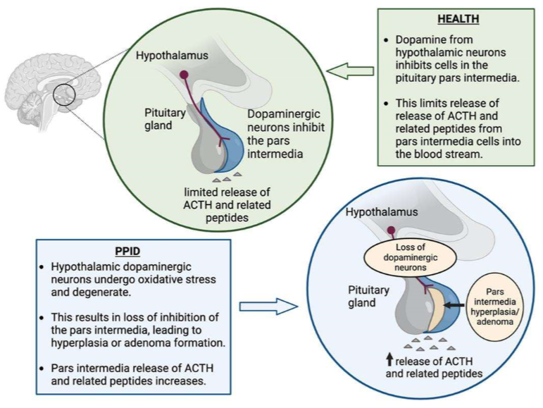 <ol><li><p>oxidative stress dopaminergic neurons</p></li><li><p>pars intermedia hyperplasia and adenoma</p></li><li><p>loss of inhibition</p></li><li><p>↑ POMC, ACTH, glucocorticoids</p></li></ol><p></p>