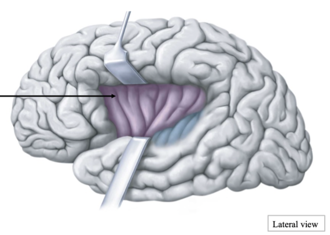 <p>Cerebrum Lobe</p>