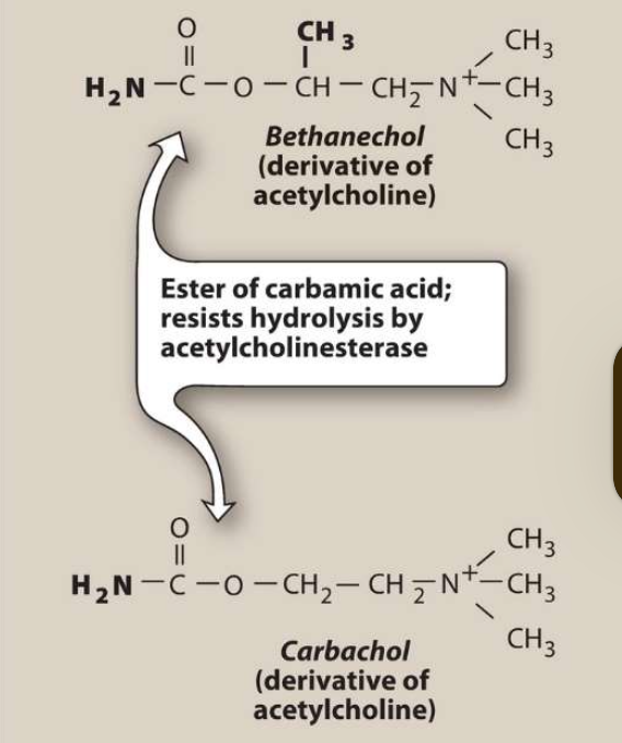 <ul><li><p>Strong effects on cardiovascular + GI system (cuz of ganglionic activity → First stimulates, then depresses these systems)</p></li><li><p>Nicotinic action causes epinephrine release from the adrenal medulla</p></li><li><p>mimics effect of  ACh in the eye causes miosis (pupil constriction) + spasm of accommodation</p></li><li><p>Due to accomodation spasm, vision becomes fixed at one distance making it impossible to focus</p></li></ul><p></p>