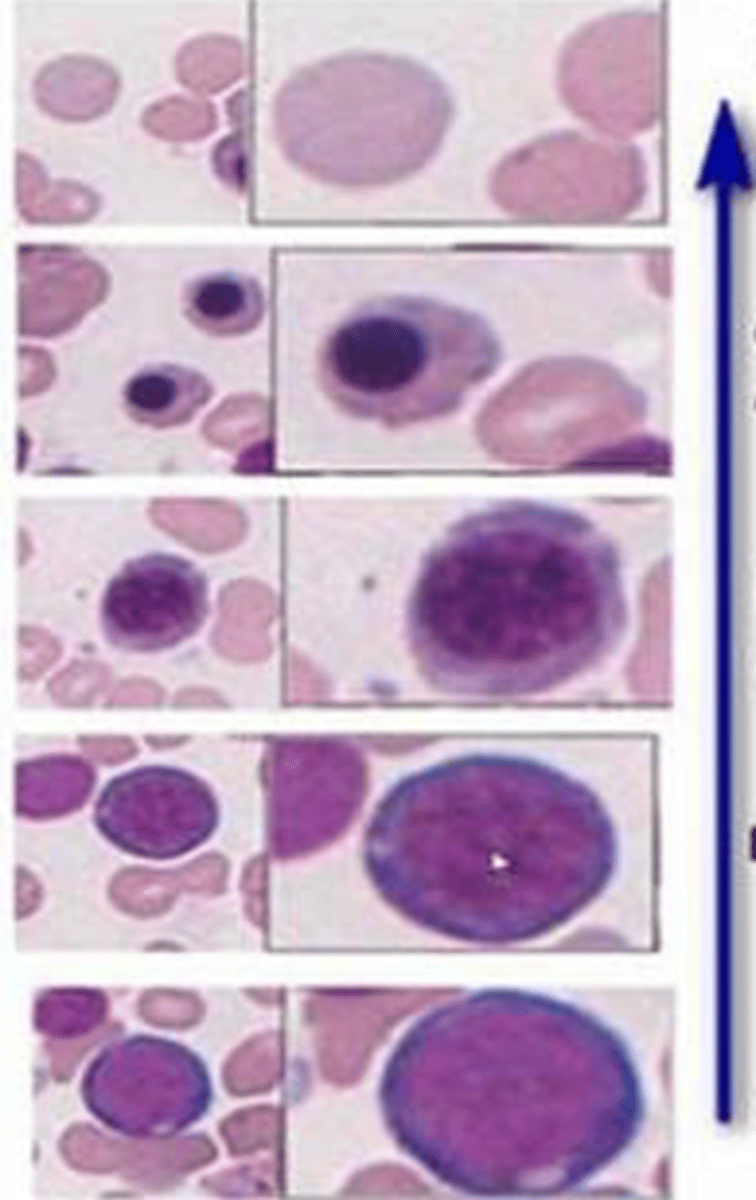 <p>name the stages of erythropoiesis and their histology (bottom to top)</p>