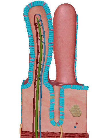 knowt flashcard image