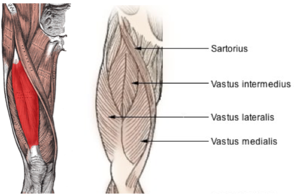 Origin: Anterolateral surface of femur

Insertion: Patellar tendon to tibial tuberosity 

Action: extends leg