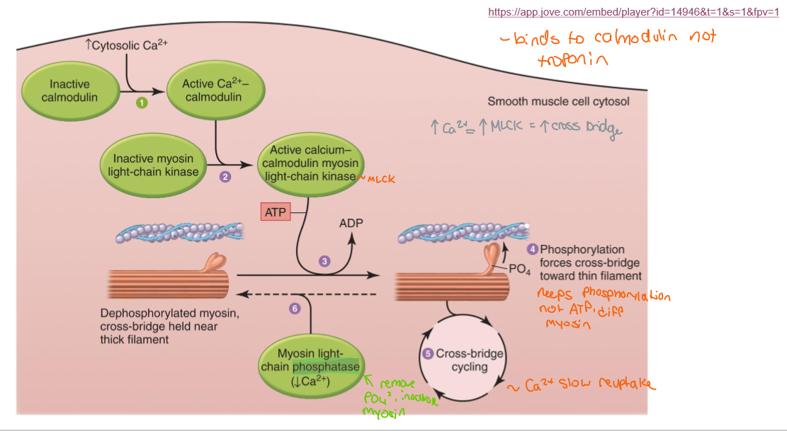 <ul><li><p>MLCK stays active as long as Ca2+ is present</p></li><li><p>MLCP is always active</p></li><li><p>When MLCK activity is less than MLCP » smooth muscle relaxes</p></li><li><p>Smooth muscle can stay contracted (latch state) if Ca2+ remains elevated in the cytosol</p><ul><li><p>Increased Ca2+ = increased MLCK = increased cross bridge</p></li></ul></li></ul><p></p>