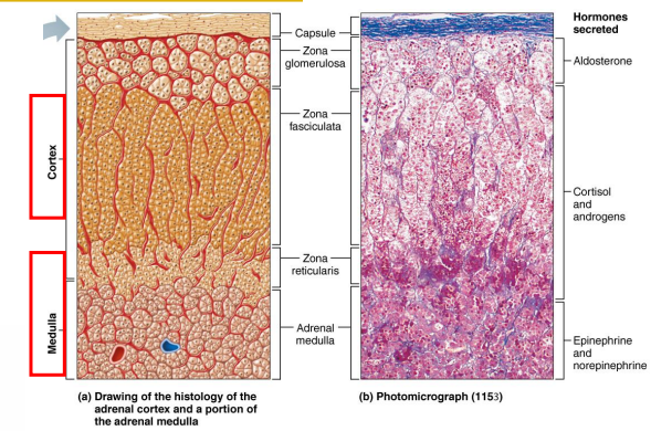 <p>- formed of outer cortex and inner medulla.</p><p>- cortex is regulated by ACTH from Anterior Pituitary</p><p>- Cortex produces and secretes glucocorticoids (cortisol), mineralocorticoids (aldosterone) and androgens (DHEA)</p><p>- salt, sugar and sex (order in which they are released) (aldosterone, cortisol and most inner layer androgens)</p><p>- Medulla produces and secretes adrenaline (epinephrine).</p><p>- sympathetic stimulation</p>