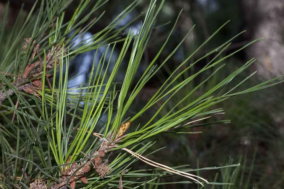 <p><u>Pinus radiata</u>, Pinaceae</p>
