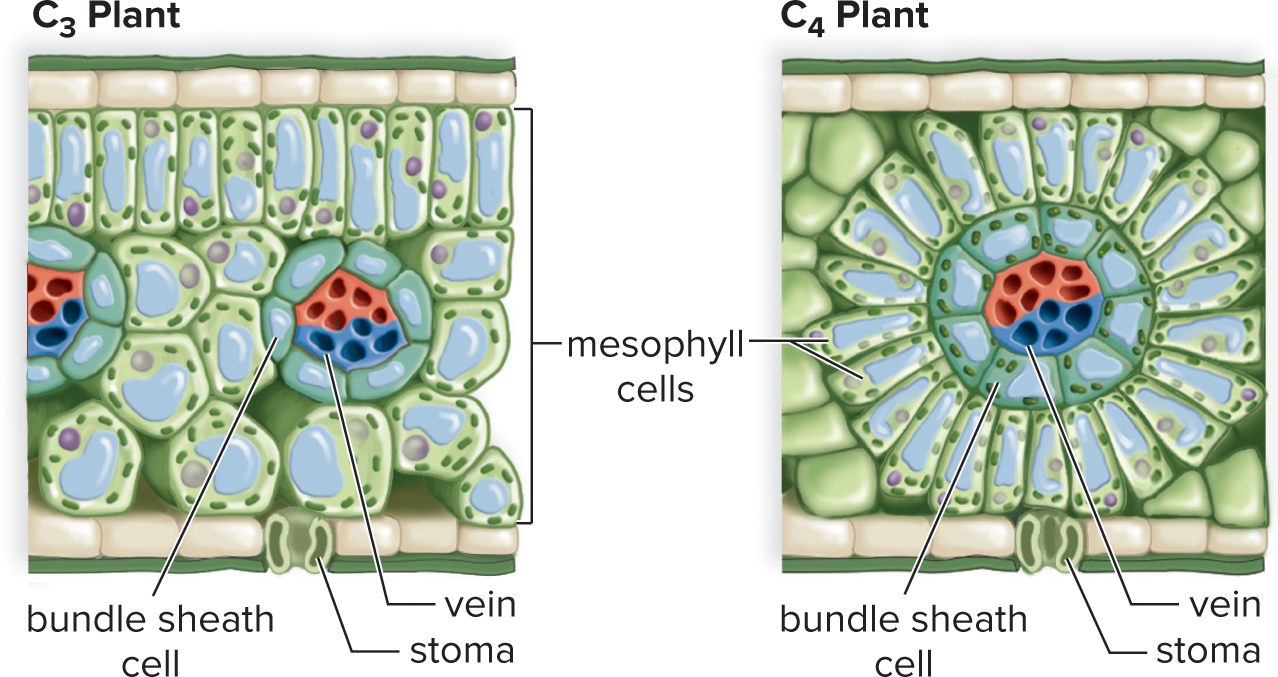 <p>cells that are tightly wrapped around the veins of a leaf. Site for Calvin cycle in C<sub>4</sub> plants</p>