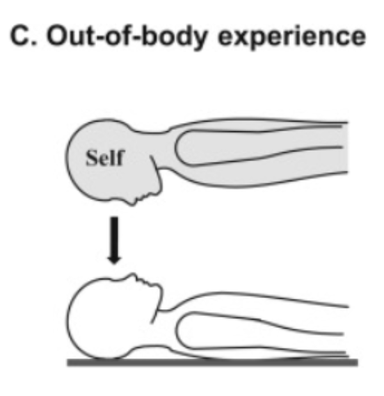 <p>See your own body a view of the world from that location (hoovering above self)</p><ul><li><p>Right temporoparietal cortex</p></li></ul><p></p>