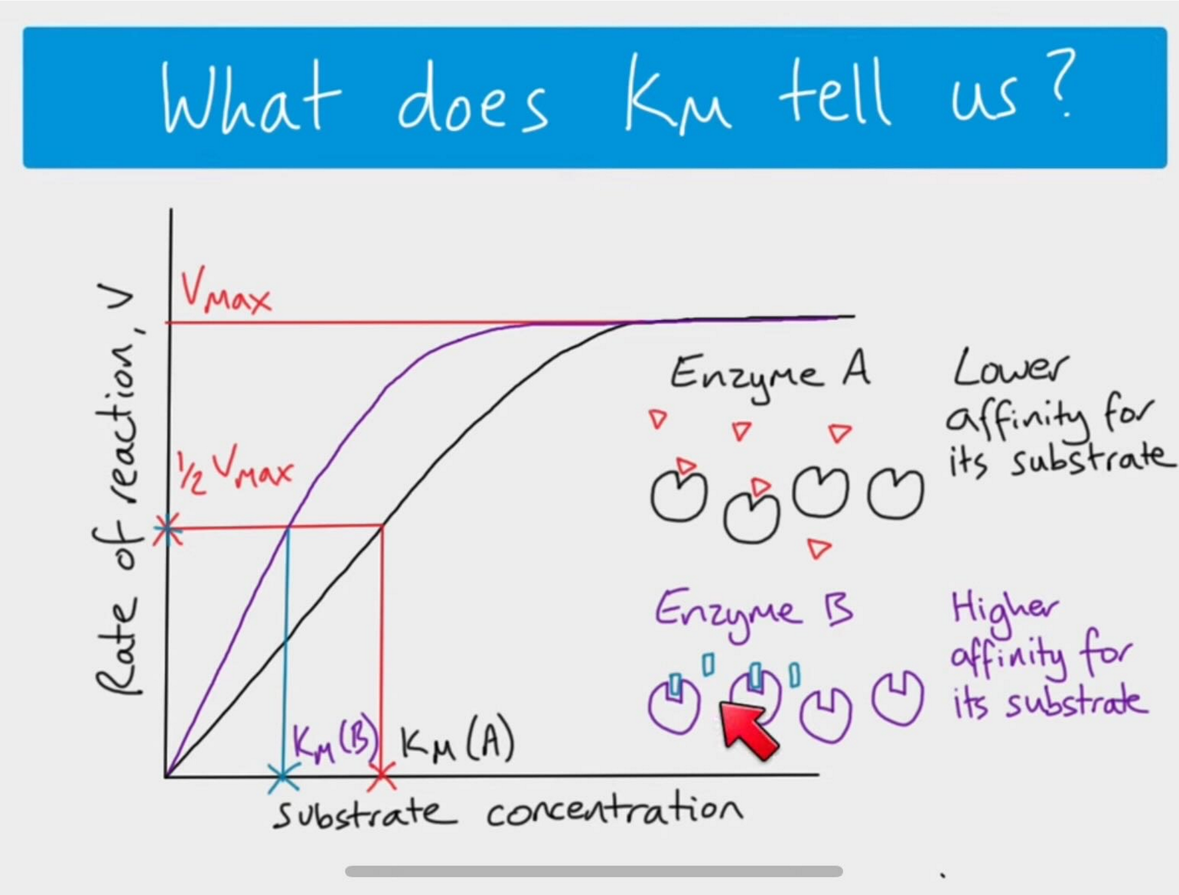 <ul><li><p><span><strong>High Km</strong> means<strong> low affinity&nbsp; </strong>of the enzyme for its substrate</span></p><ul><li><p><span>Needs a higher amount of substrate present to reach Vmax</span></p></li></ul></li></ul><p></p>