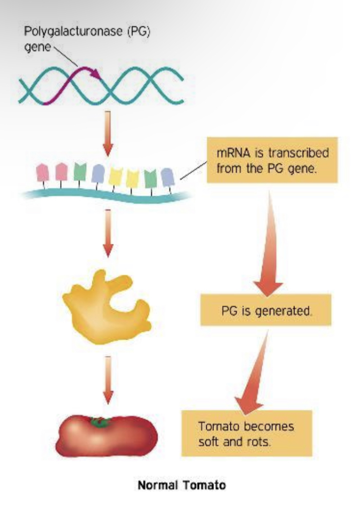 <ol><li><p>Polygalacturonase gene is transcribed → mRNA</p></li><li><p>Translated to produce PG</p></li><li><p>PG breaks Pecitin cell walls down</p></li><li><p>Soften/over ripe and decomposes</p></li></ol>