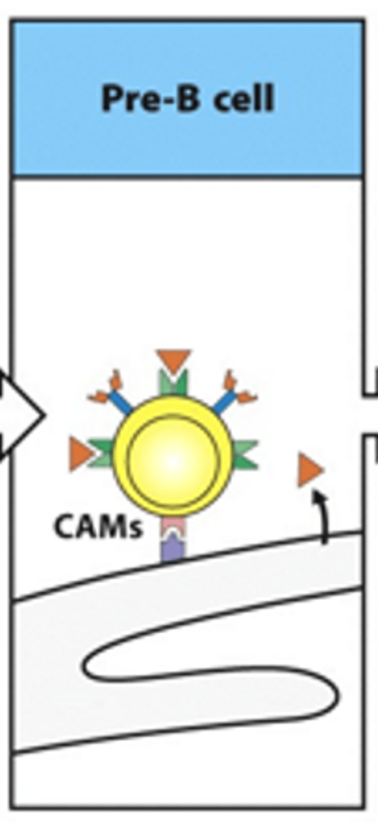 <p>Pre-B cells have transient BCRs</p>