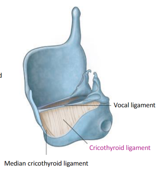 <p><span>The vocal ligaments are in fact the folded upper edge of a membrane that stretches from the cricoid cartilage to the vocal process of the arytenoid and the thyroid cartilage. This is the cricothyroid membrane/ ligament. The free edge of this membrane is thickened and folded for support and forms the vocal ligaments. </span></p>