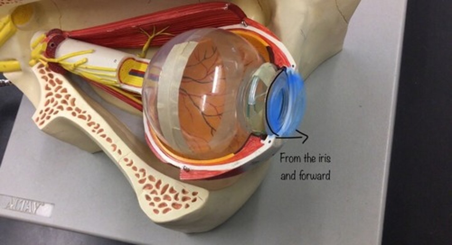 <p>the fluid-filled space inside the eye between the iris and the cornea's innermost surface; the aqueous humor is the clear fluid that fills it. Everything in front of the iris.</p>