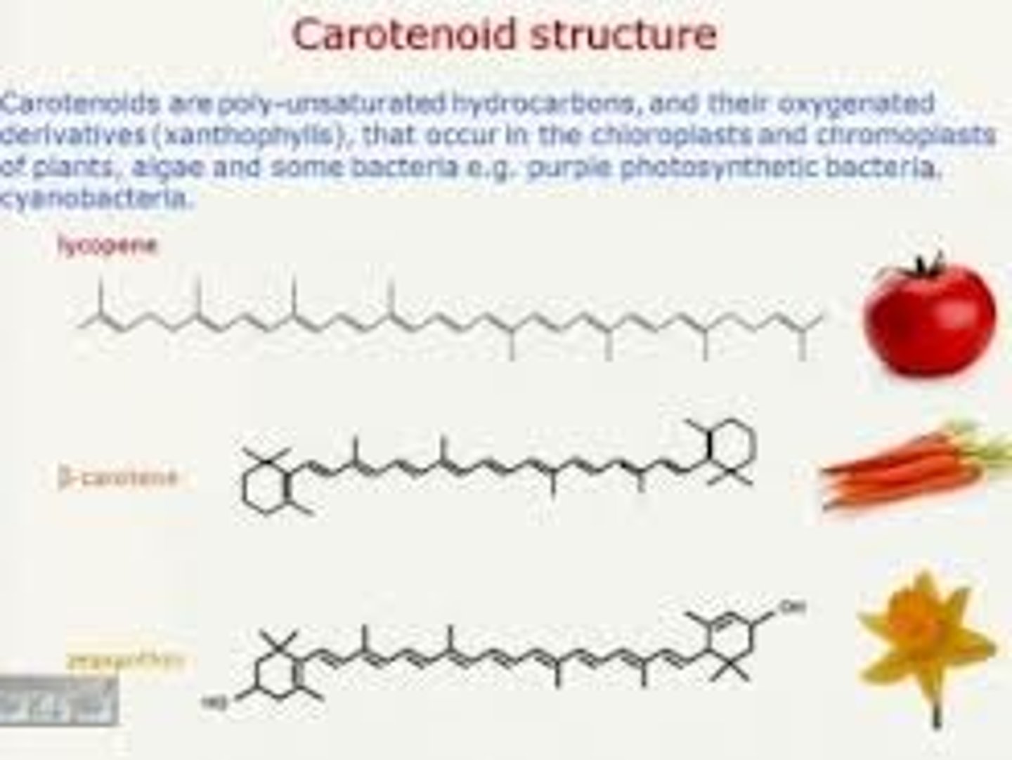 <p>function as photosynthetic pigments that are very efficient molecules for the disposal of excess energy.</p>