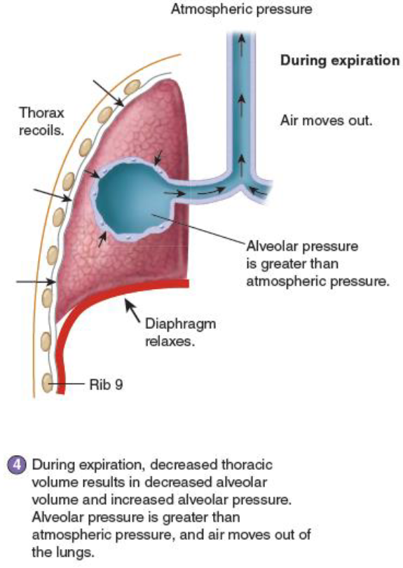 <p> decreased thoracic volume results in decreased alveolar volume</p><ul><li><p>Results in increased alveolar pressure</p></li><li><p>Alveolar pressure greater than atmospheric pressure → air can move out of the lungs</p></li></ul><p></p>