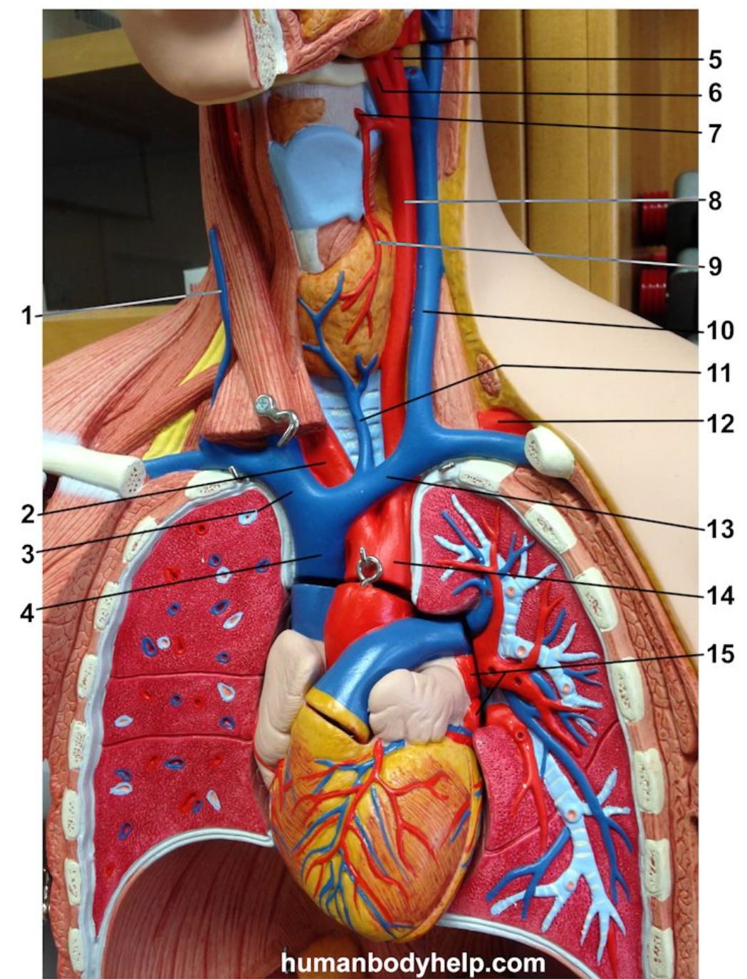 <p>Name the vein labeled #4.</p>