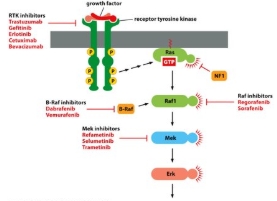 <p>Don’t need to know specific drugs </p>