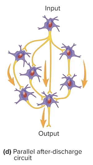<ul><li><p>Neurons that stimulate neurons in parallel organization</p></li><li><p>All converge upon a common output cell</p></li><li><p>Involved in complex neuronal processes</p></li></ul><p></p>