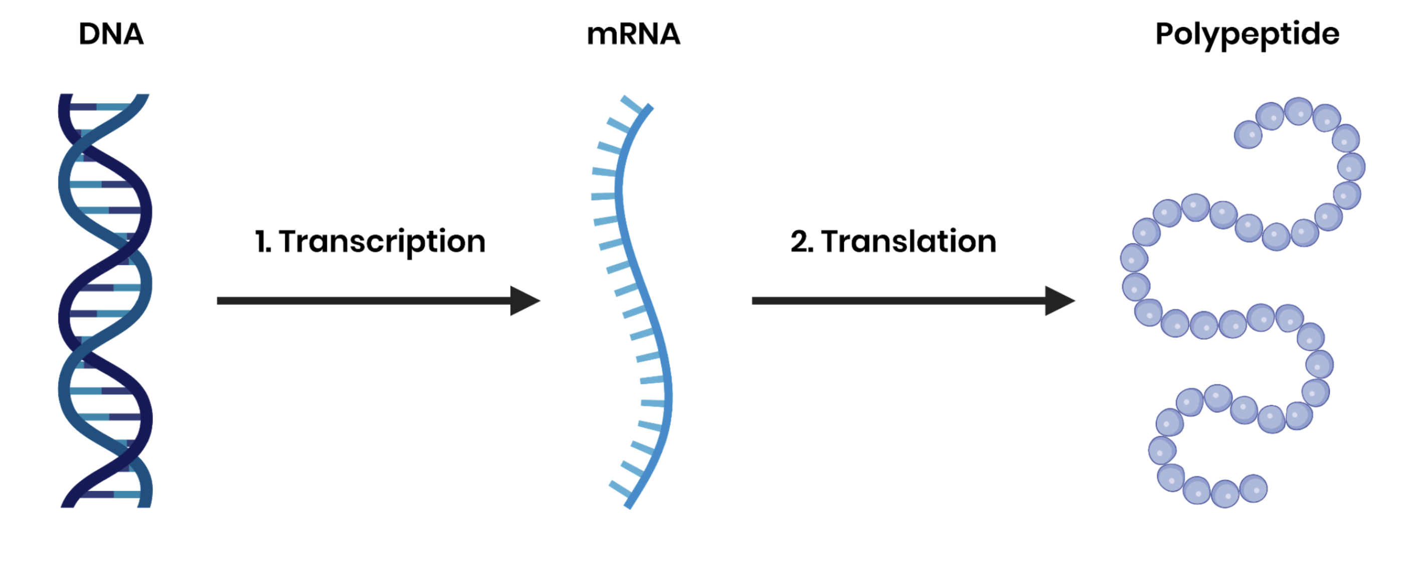 <p>Transcription </p><p>Production of messenger RNA (mRNA) from DNA, in the nucleus</p><p>Translation </p><p>Production of polypeptides from the sequence of codons carried by mRNA, at ribosomes</p>