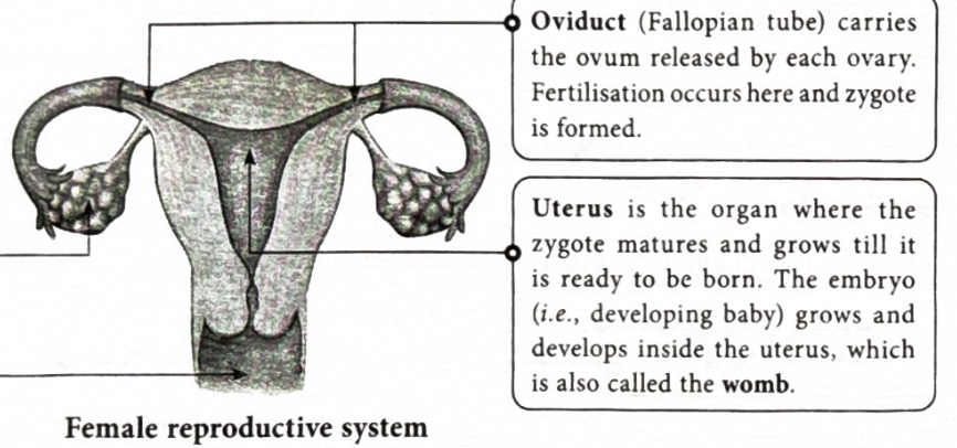 <p>It carries the ovum released by the ovary. Fertilisation happens here and a zygote is also formed here.&nbsp;</p>