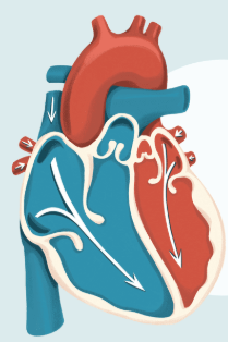 <p>What is it called when the lower chambers ( relax?</p>