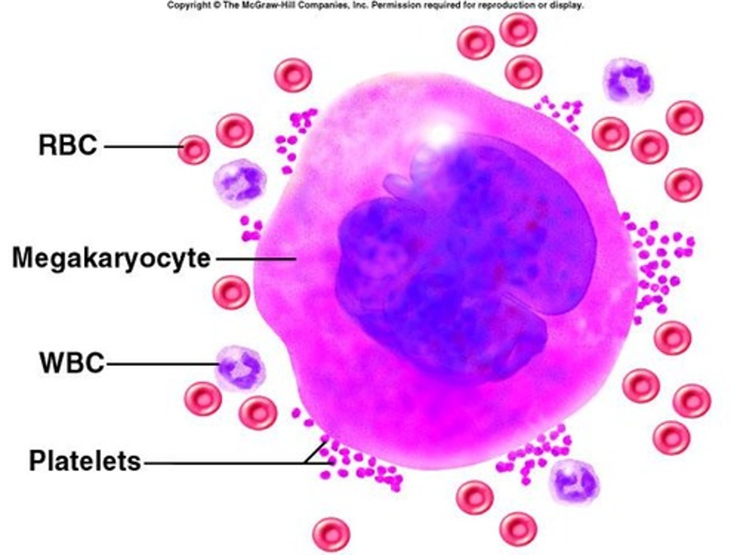 <p>Bone marrow cell that produces platelets.</p>