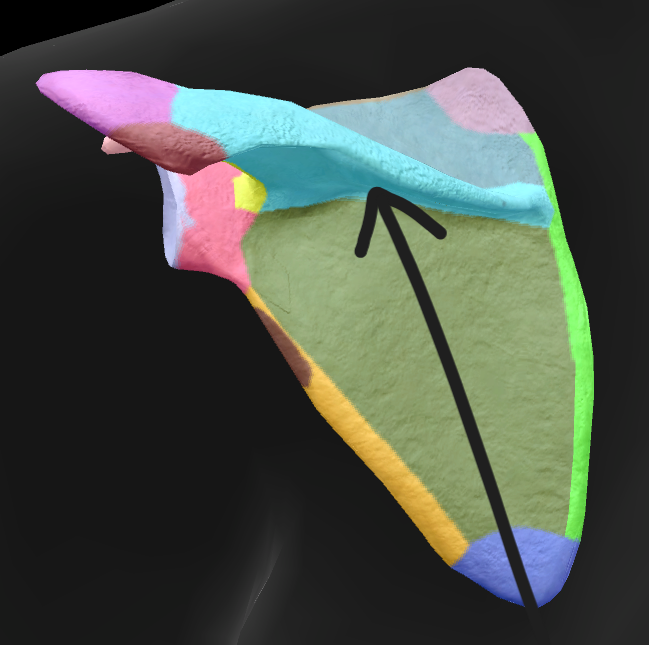 term image