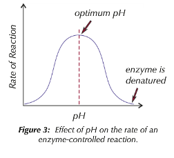 ~ All enzymes have a optimum pH value
~ Above and below the optimum OH- and H+ ions can disrupt ionic and hydrogen bonds that hold tertiary structure
~ Tertiary structure changes - enzyme denatures