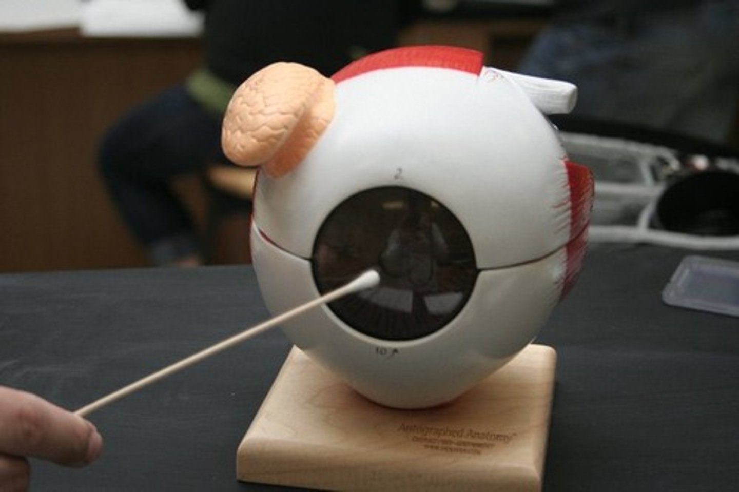 <p>Clear front piece</p>