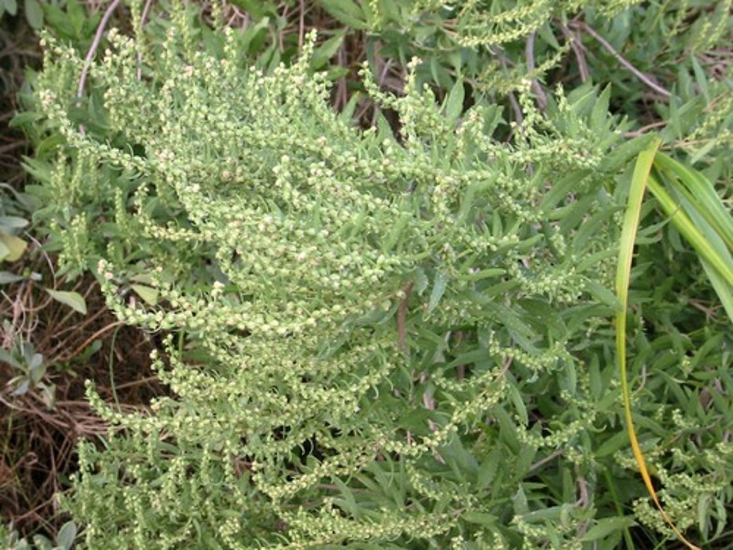 <p>Shrubby plant with opposite lance-shaped leaves; found in salt marsh edges; Sandy Hook, Cheesequake.</p>