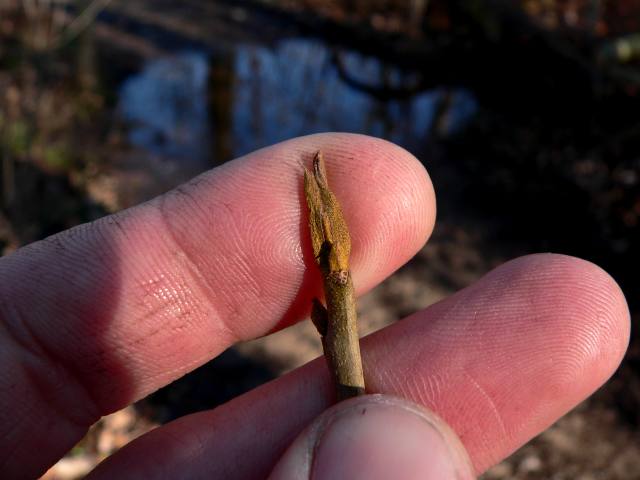 Blades: alternate, pinnately compound, 6-12 inches long, with 7-9 elliptical, toothed leaflets, hairy stalks
Reproductive: Terminal bud present, slender, Tapering, flattened, granular, 2-4 scales
Bark: smooth and light gray when young, shallowly grooved with thin, flat, interconnecting ridges with age, not becoming scaly or shaggy