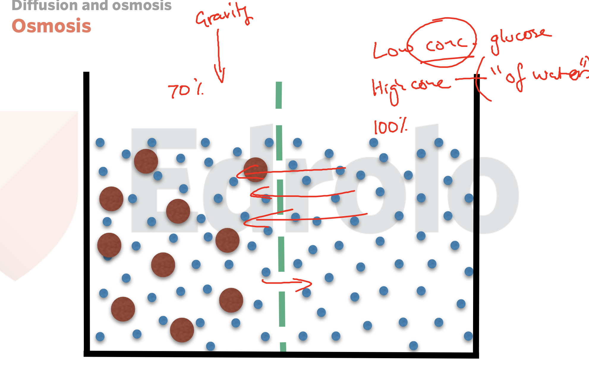 <p><span><strong><em>Isotonic = the amount of water going into the cell is the same amount going out of the cell&nbsp; is at an equal rate</em></strong></span></p>