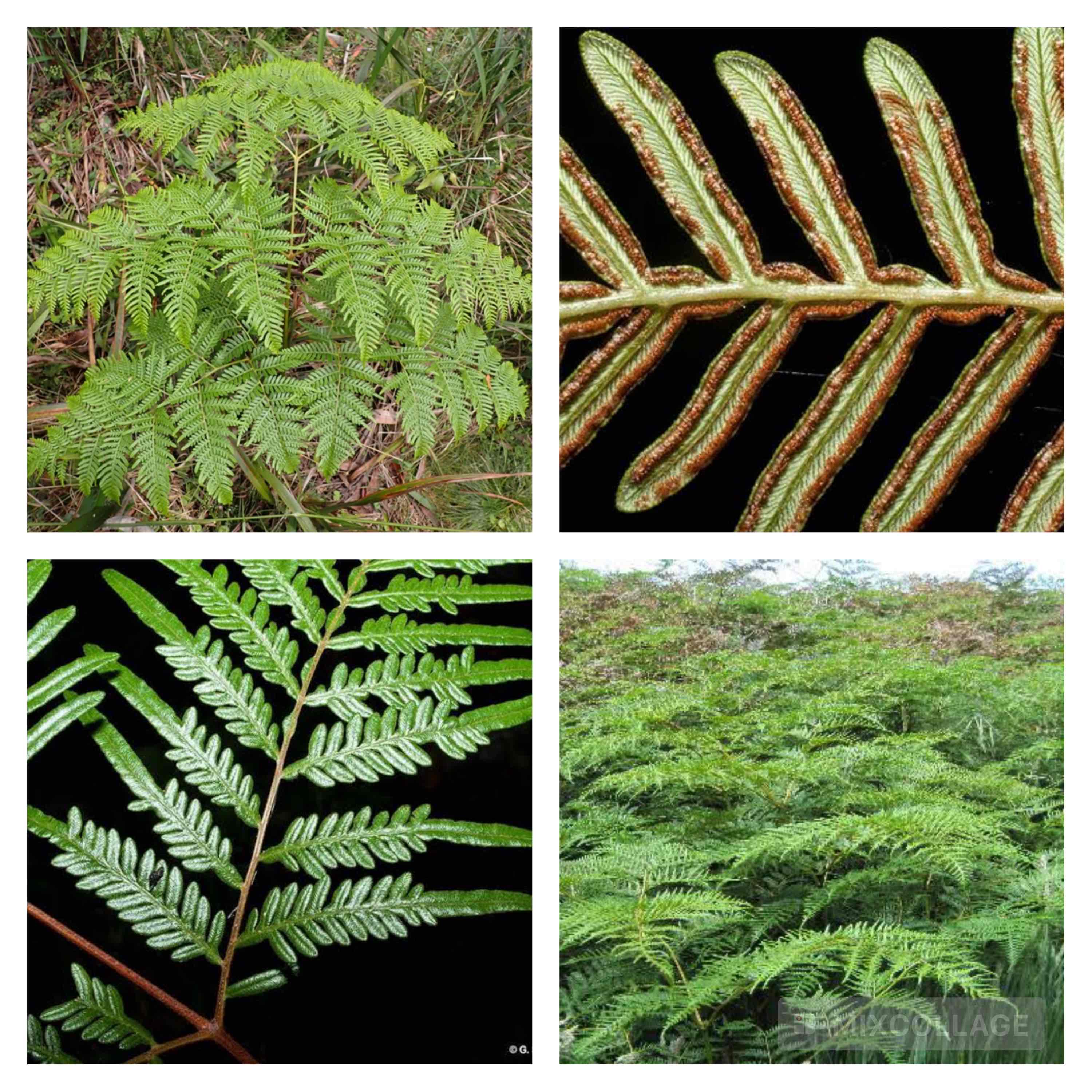 <p>Bracken fern</p>