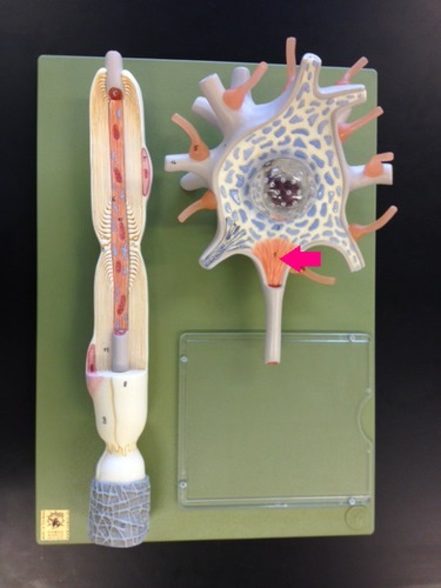 <p>Cone shaped region of an axon where it joins the cell body - summation occurs here</p>