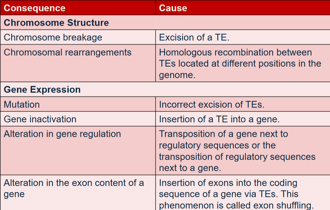 <ul><li><p>“jumping genes” or small, mobile DNA segments</p></li><li><p>first identified by Barbara McClintock in 1950s in corn</p></li><li><p>move by different transposition pathways; simple transposition or retrotransposition</p></li><li><p>can enter genome of organism and proliferate quickly</p></li><li><p>ex) Drosophila melanogaster: TE called P element introduced in 1950s and expanded throughout D. melanogaster populations worldwide. The only strains without P element are in labs collected prior to 1950</p></li><li><p>have effects on chromosome structure and gene expression</p></li><li><p>Agents such as radiation, chemical mutagens and hormones stimulate the movement</p></li></ul><p></p>