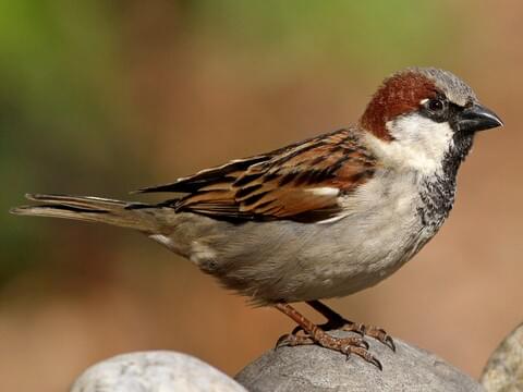 <p>What bird is this?</p>