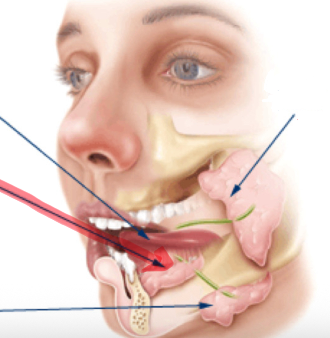 <p>Latijnse benaming voor ondertongspeekselklier</p>