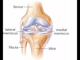<p>medial and lateral menisci </p>