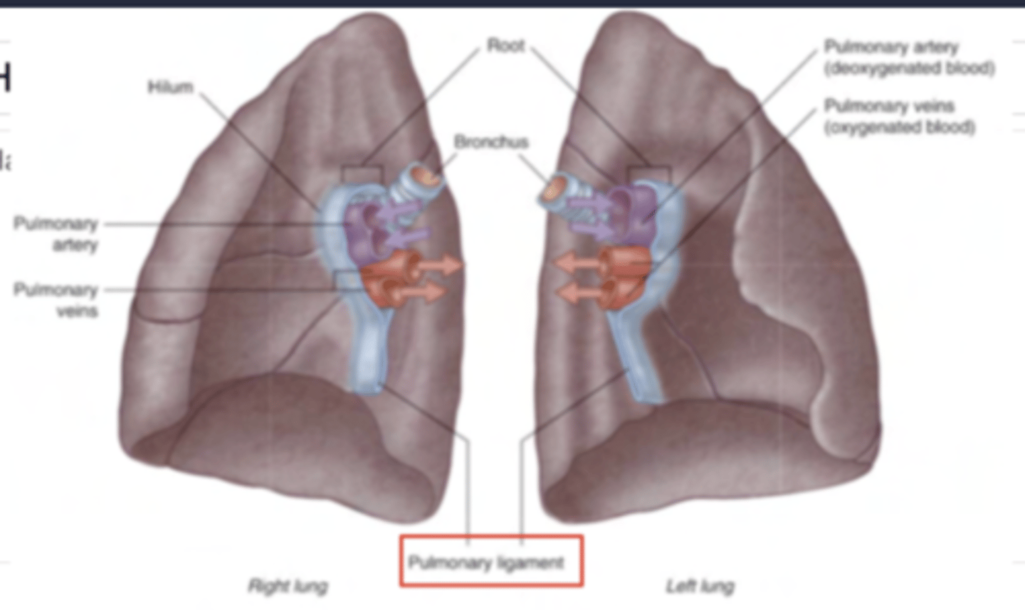 <p>To maintain each structure in their correct position within the root of the lung.</p>