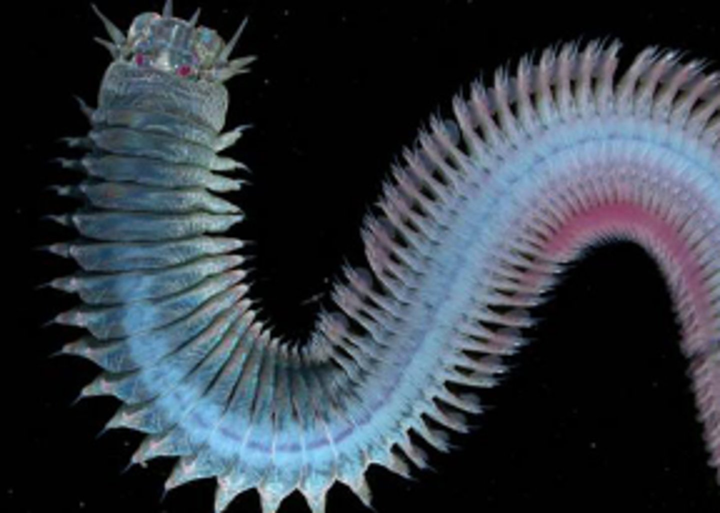 <p>Paddle-like appendages that assist aquatic annelids in locomotion.</p><p>Phylum Annelida ("rings")</p><p>Class Polychaeta ("many bristles")</p>