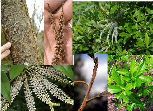 Family: Cyrillaceae
Common: swamp titi
Range: NC>FL>TX (Coastal Plain)
Habitat: swampy areas, wet, streams, flatlands.
Height: Up to 30ft
Branching: Rarely straight, crooked. Forms thickets.
Persistence: Deciduous
Bark: thin, spongy, thicker as it matures
Leaves: simple, alternate. Oblanceolate to elliptic in shape. Entire margins. Dark green above, pale green below.
Flowers: Raceme
Fruit: Drupe
Uses: groundnesting birds like quail eat, pollinators use, not even used for pulpwood. Honey! 
Tolerances: shade tol, low salt, somewhat fire tol (readily resprouts after fire), low drought, high flood.