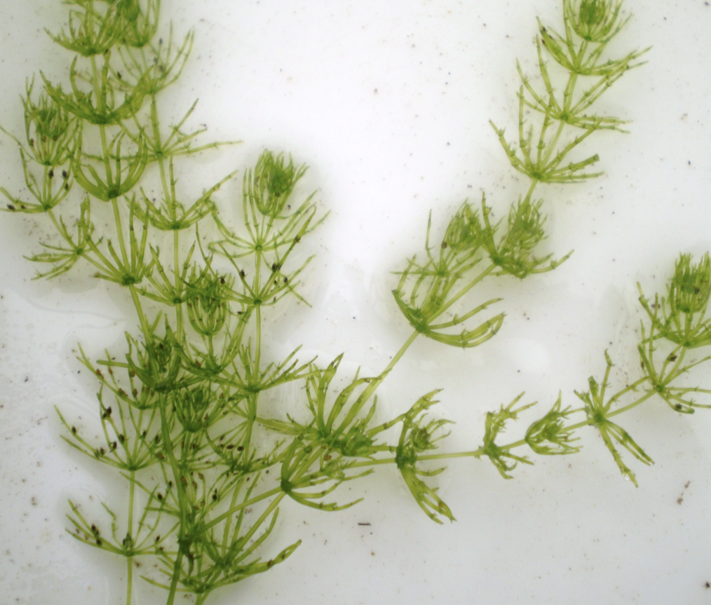 <p>macroscopic, green pigment, lives in freshwater, multicellular </p>