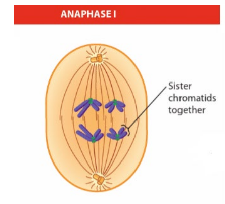 <p>sister chromatids ( chromatids) move towards the spindle poles </p><ul><li><p>each spindle pole carries one set of chomosomes ( haploid) </p></li></ul><p></p>