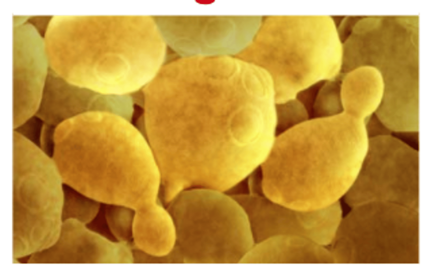 <p>A type of asexual reproduction in which a part of the parent organism pinches off and forms a new organism; occurs in yeast, hydra and many other organism</p>