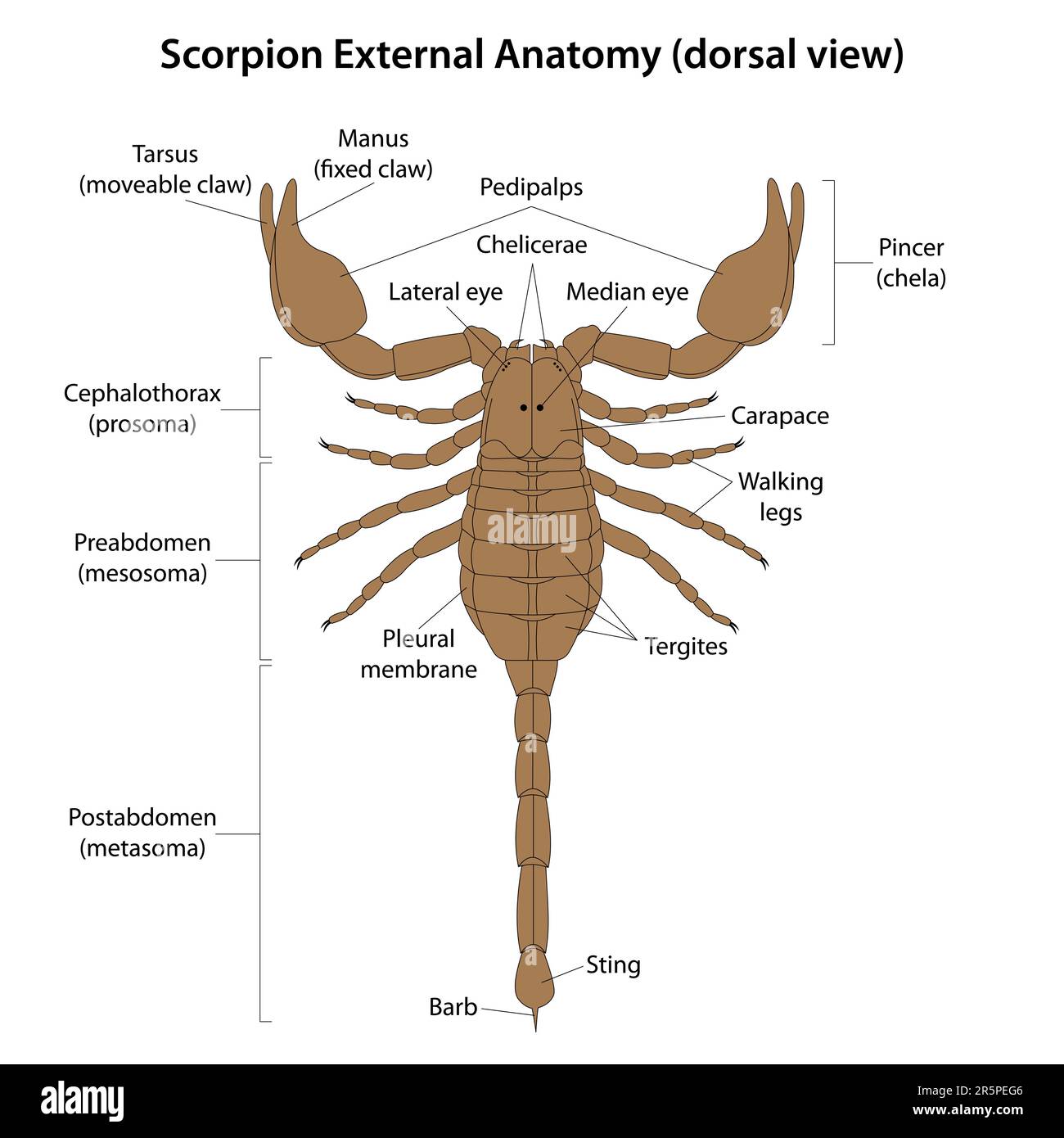 <p>Cephalothorax </p>