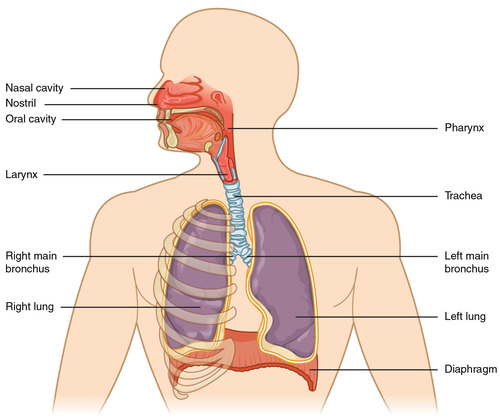 When air enters the lungs during inhalation it passes through: 
Nostrils → 
Nasal cavity →
Pharynx → 
Larynx →
Trachea → 
Bronchi (with cartilaginous rings) →
Bronchioles (without cartilage) → 
Alveoli.