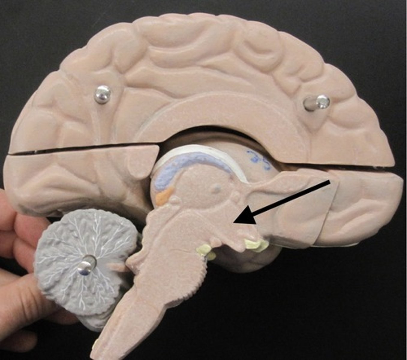 <p>connects the nervous system and endocrine system; controls hormones from the CNS</p>