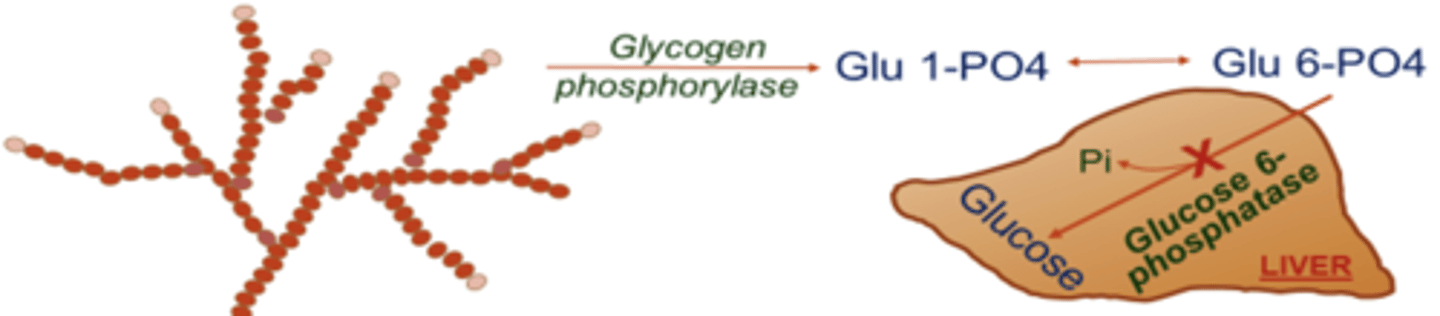 <p>glucose 6-phosphatase deficiency</p>