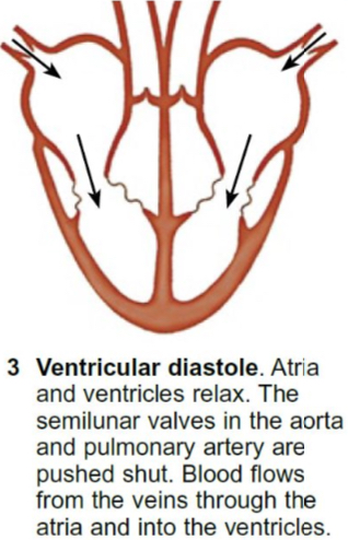 <ul><li><p>All the heart muscles relax.</p></li><li><p>Pressure inside the ventricles decrease as the volume increases.</p></li><li><p>The semi-lunar valves in the aorta and the pulmonary arteries close as the pressure inside the arteries are higher than the ventricles.</p></li><li><p>Pocket valves in the vena cava and pulmonary vein open as there’s a higher pressure inside the veins than atria.</p></li><li><p>Blood flows into the atria from the vena cava and pulmonary vein allowing the heart to fill with blood.</p></li><li><p>Blood pressure remains low inside the atria and ventricles.</p></li></ul>