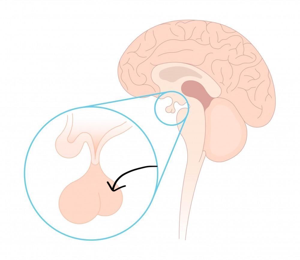 <p>Stores and transports hormones through nervous tissue: Oxytocin (<strong>OT</strong>), Antidiuretic hormone (<strong>ADH</strong>)</p>